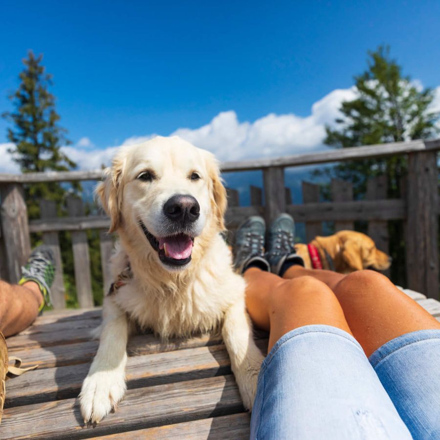 Urlaub mit Hund bei Alps Residence