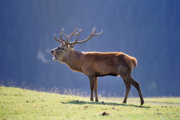 stag rut in the National Park