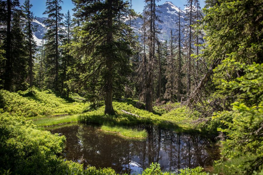 Rauris primeval forest
