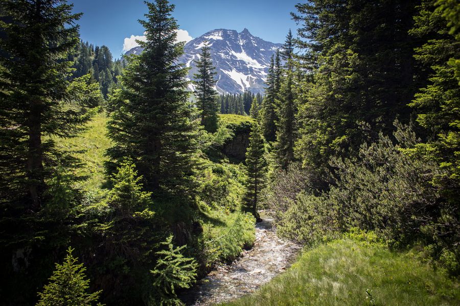 Raurisertal Urwald
