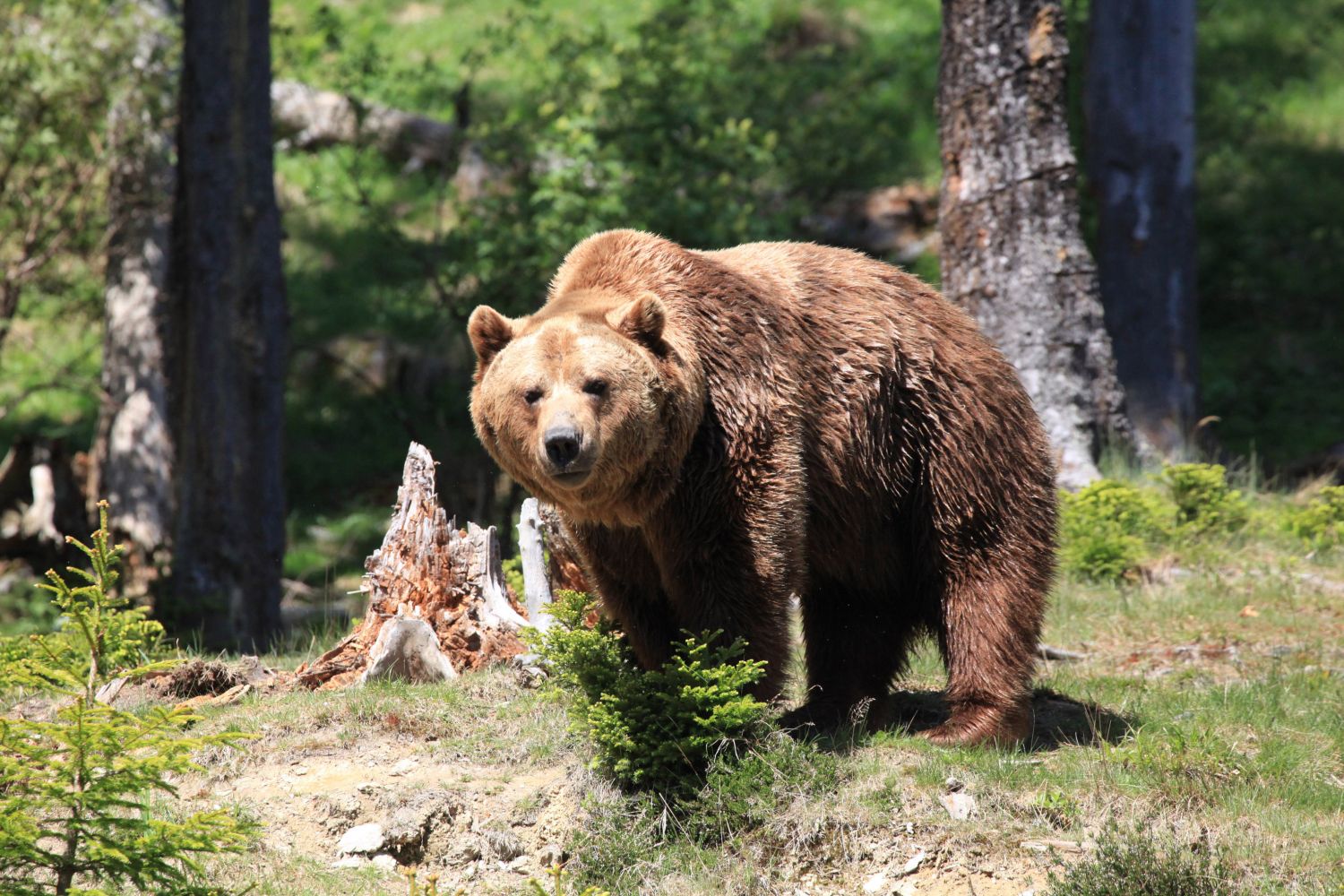 Bär