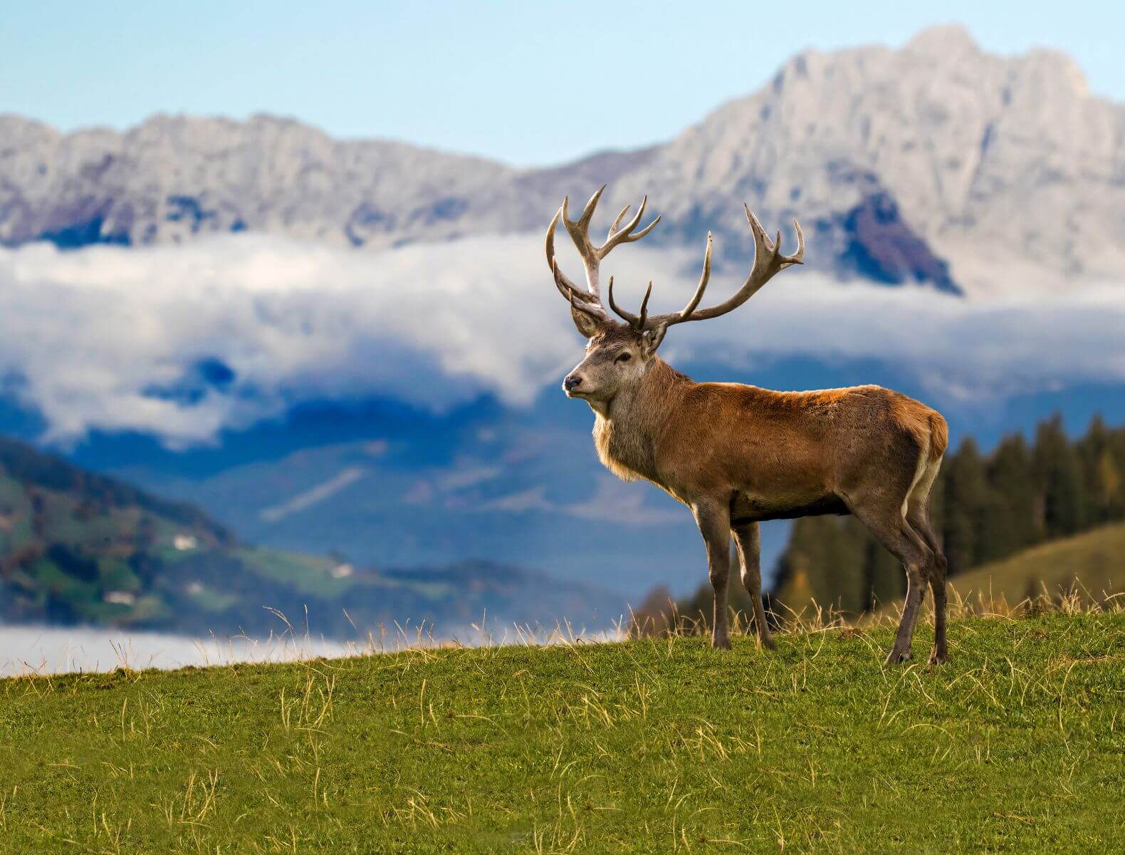 Wildpark Aurach - Kitzbüheler Alpen